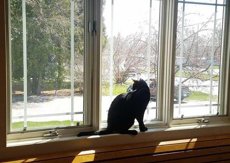 Carousel Slide 7: Seamus in a window