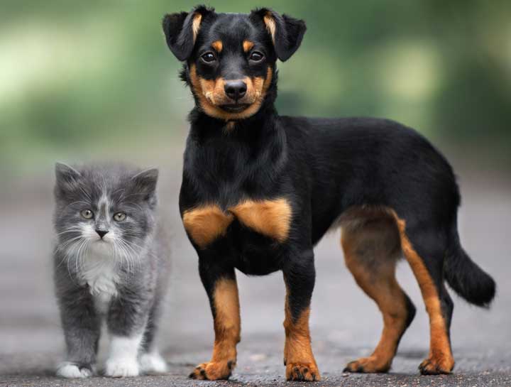 Puppy & Kitten